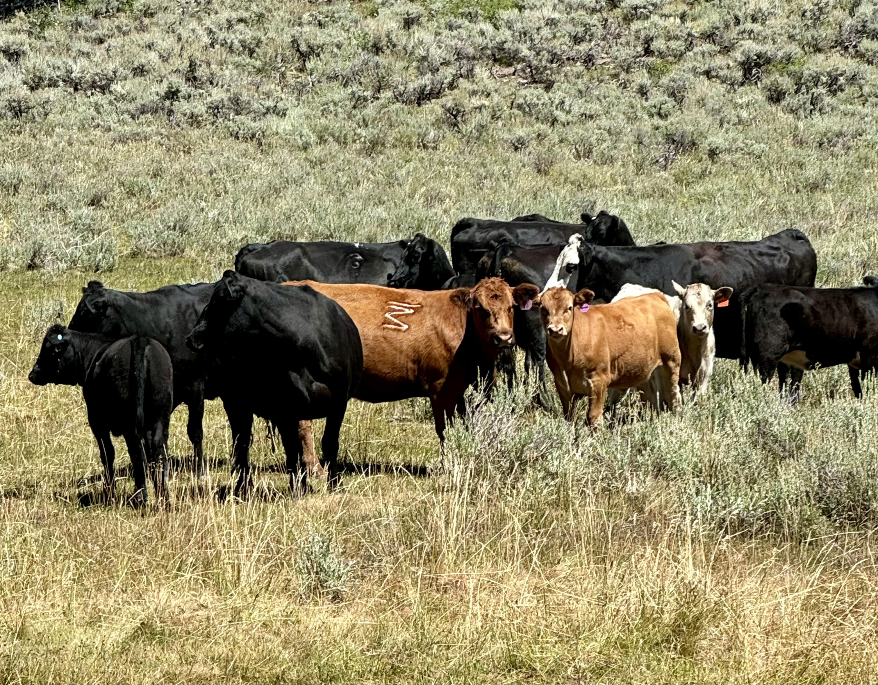 34 Head Bred Heifers